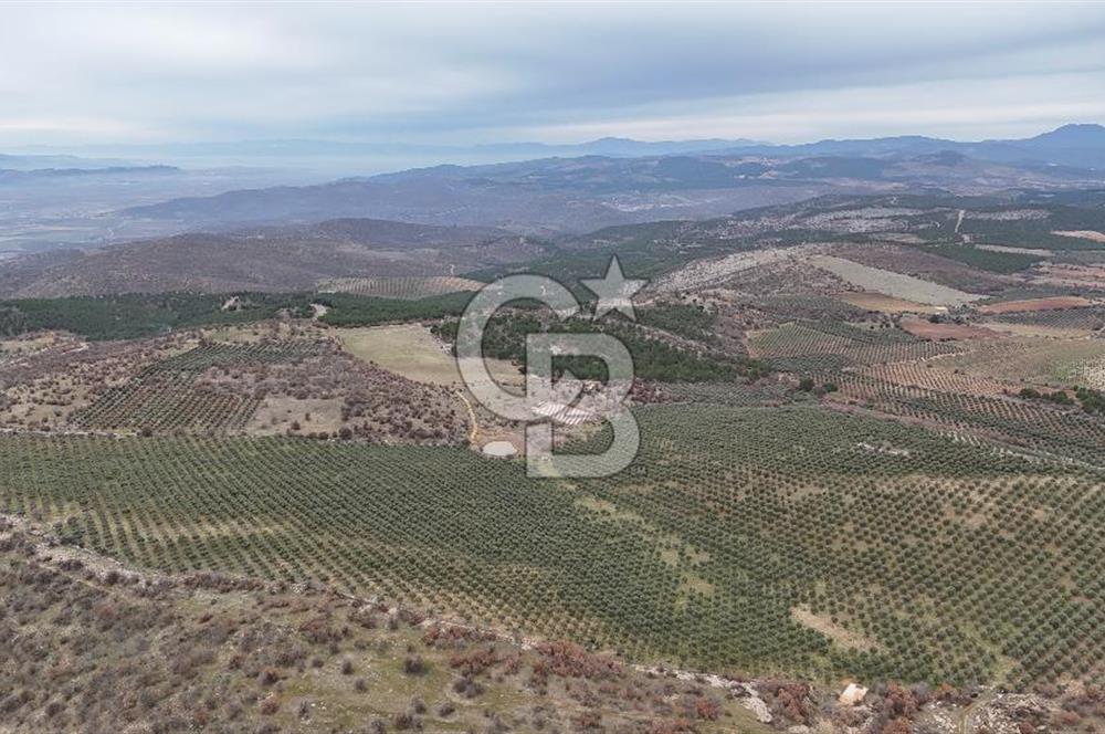 Salihli Kurttutan da Satılık 216  Dönüm Zeytinlik ve Tarım Arazisi