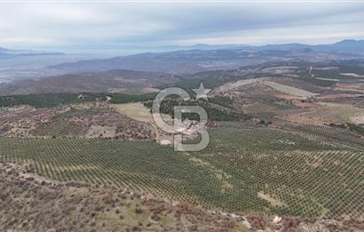 Salihli Kurttutan da Satılık 216  Dönüm Zeytinlik ve Tarım Arazisi