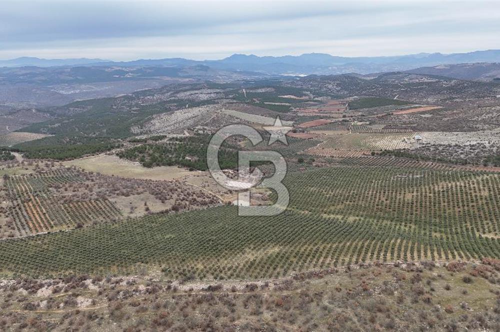 Salihli Kurttutan da Satılık 216  Dönüm Zeytinlik ve Tarım Arazisi