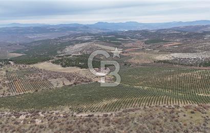 Salihli Kurttutan da Satılık 216  Dönüm Zeytinlik ve Tarım Arazisi