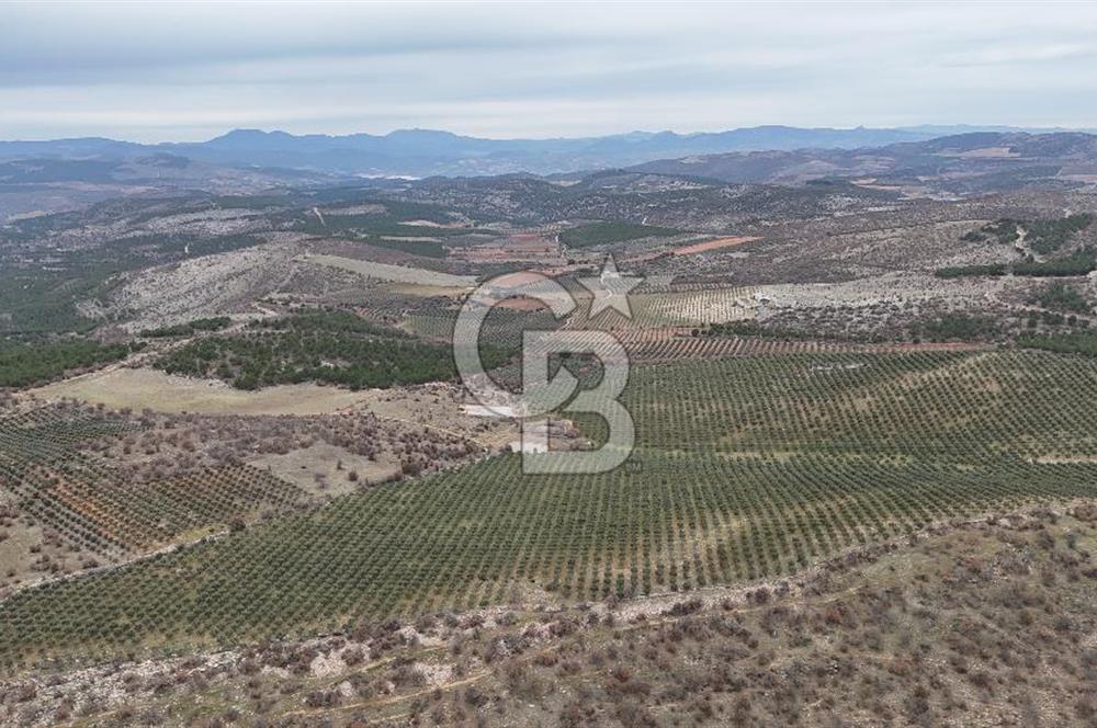 Salihli Kurttutan da Satılık 216  Dönüm Zeytinlik ve Tarım Arazisi