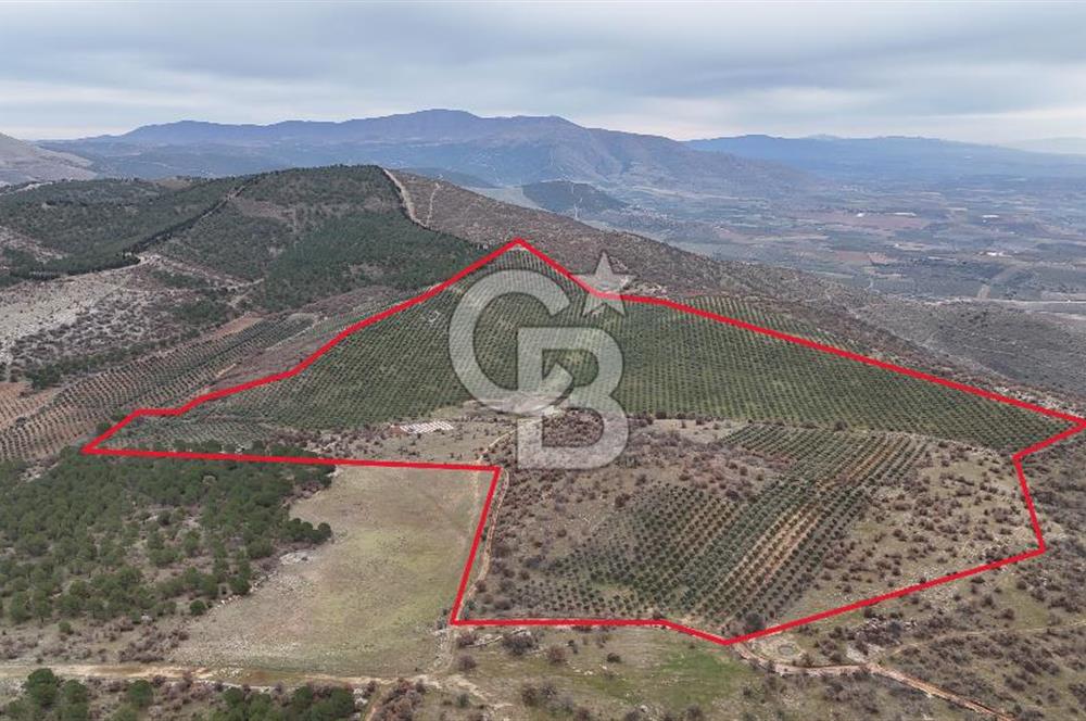 Salihli Kurttutan da Satılık 216  Dönüm Zeytinlik ve Tarım Arazisi