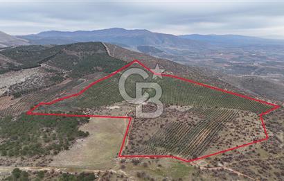 Salihli Kurttutan da Satılık 216  Dönüm Zeytinlik ve Tarım Arazisi