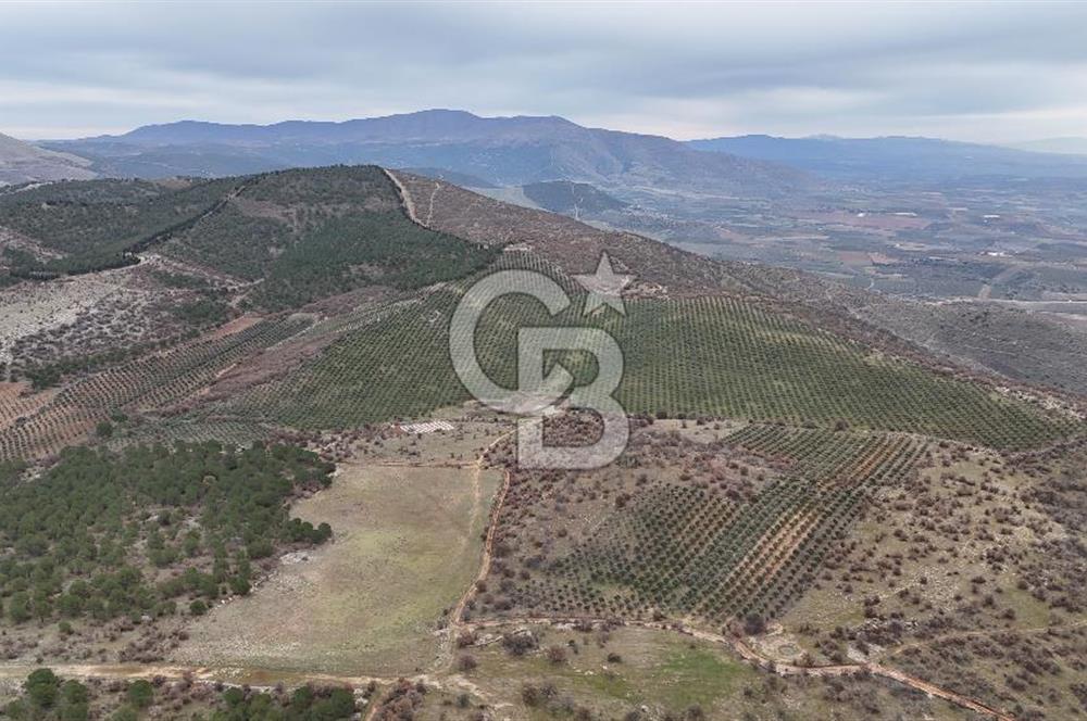 Salihli Kurttutan da Satılık 216  Dönüm Zeytinlik ve Tarım Arazisi