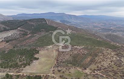 Salihli Kurttutan da Satılık 216  Dönüm Zeytinlik ve Tarım Arazisi