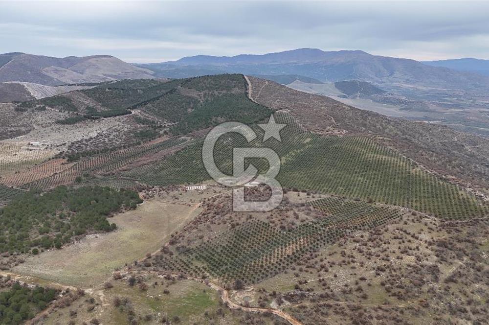 Salihli Kurttutan da Satılık 216  Dönüm Zeytinlik ve Tarım Arazisi