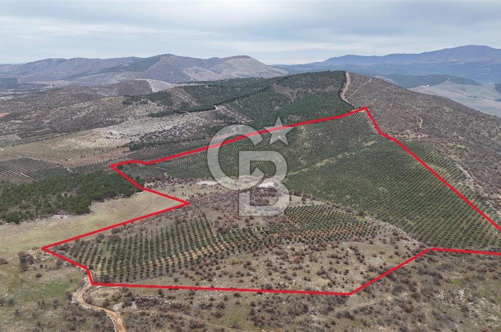 Salihli Kurttutan da Satılık 216  Dönüm Zeytinlik ve Tarım Arazisi