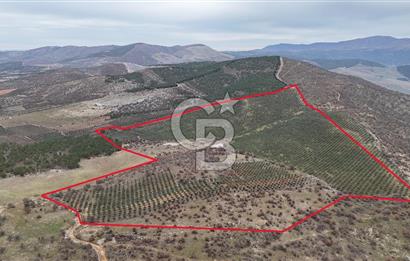 Salihli Kurttutan da Satılık 216  Dönüm Zeytinlik ve Tarım Arazisi