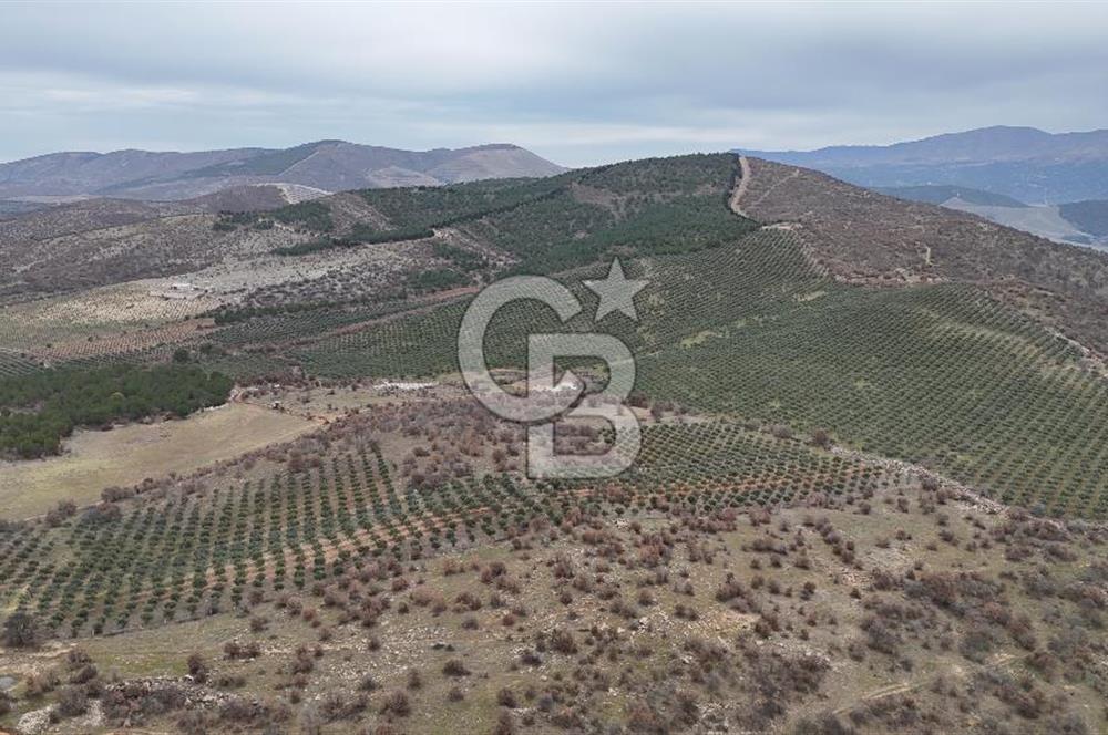 Salihli Kurttutan da Satılık 216  Dönüm Zeytinlik ve Tarım Arazisi