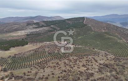 Salihli Kurttutan da Satılık 216  Dönüm Zeytinlik ve Tarım Arazisi