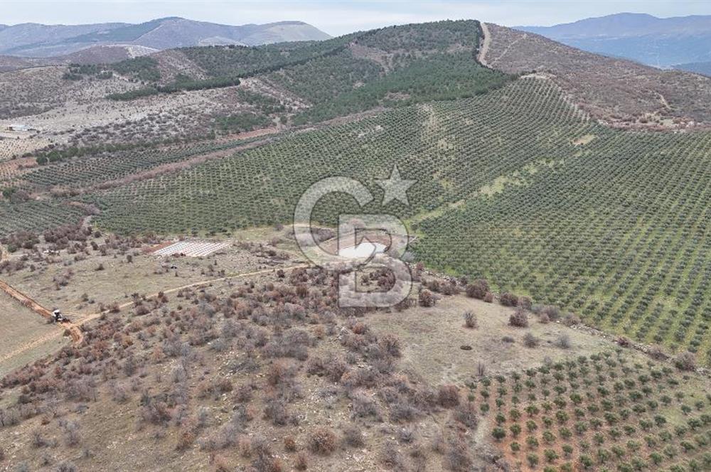 Salihli Kurttutan da Satılık 216  Dönüm Zeytinlik ve Tarım Arazisi