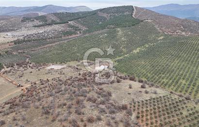 Salihli Kurttutan da Satılık 216  Dönüm Zeytinlik ve Tarım Arazisi