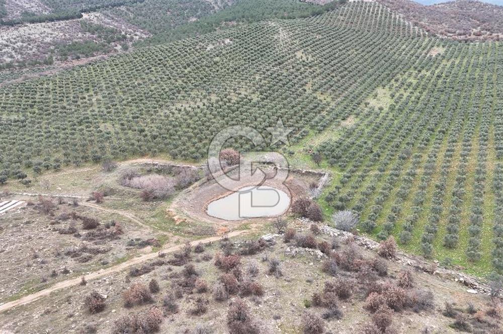 Salihli Kurttutan da Satılık 216  Dönüm Zeytinlik ve Tarım Arazisi