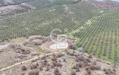 Salihli Kurttutan da Satılık 216  Dönüm Zeytinlik ve Tarım Arazisi