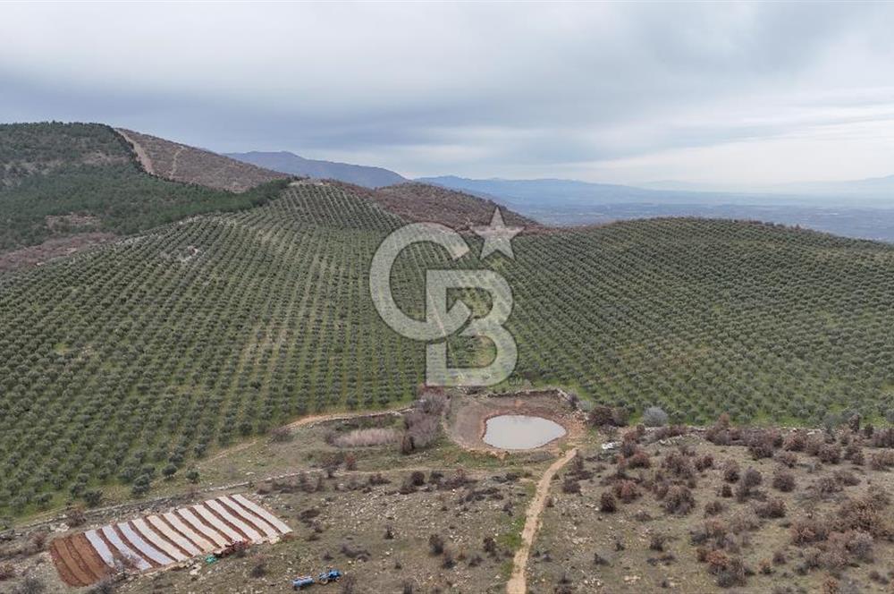 Salihli Kurttutan da Satılık 216  Dönüm Zeytinlik ve Tarım Arazisi