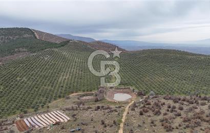 Salihli Kurttutan da Satılık 216  Dönüm Zeytinlik ve Tarım Arazisi