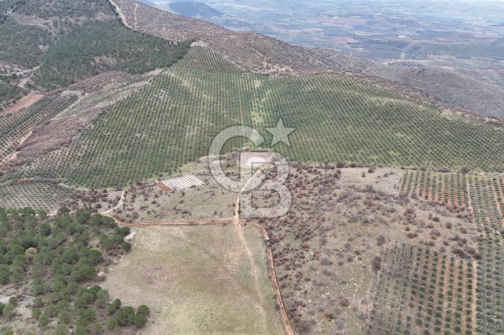 Salihli Kurttutan da Satılık 216  Dönüm Zeytinlik ve Tarım Arazisi