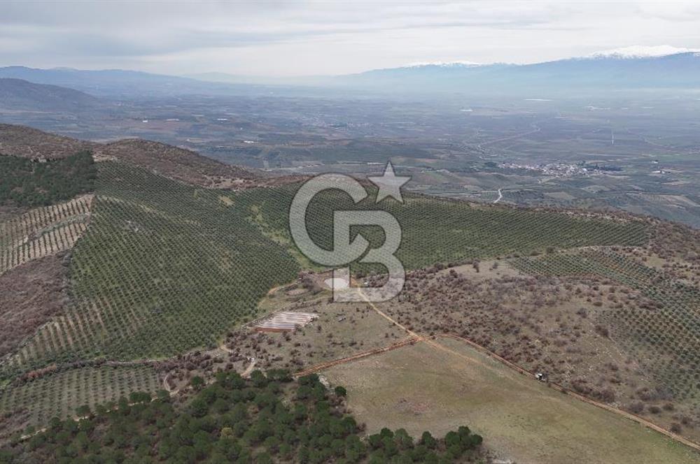 Salihli Kurttutan da Satılık 216  Dönüm Zeytinlik ve Tarım Arazisi