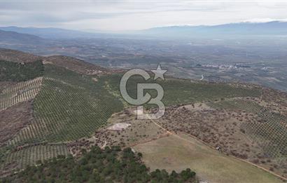 Salihli Kurttutan da Satılık 216  Dönüm Zeytinlik ve Tarım Arazisi