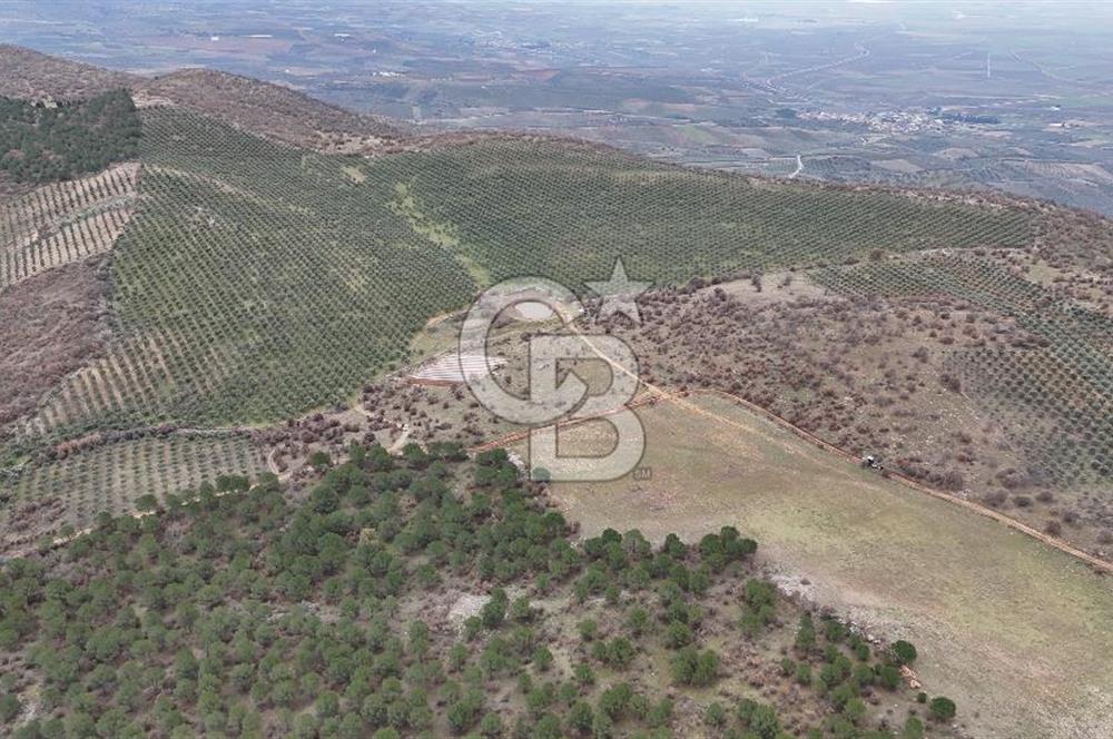 Salihli Kurttutan da Satılık 216  Dönüm Zeytinlik ve Tarım Arazisi