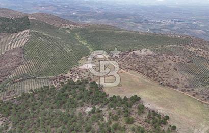 Salihli Kurttutan da Satılık 216  Dönüm Zeytinlik ve Tarım Arazisi