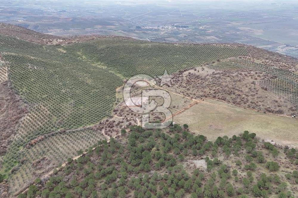 Salihli Kurttutan da Satılık 216  Dönüm Zeytinlik ve Tarım Arazisi