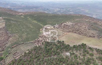 Salihli Kurttutan da Satılık 216  Dönüm Zeytinlik ve Tarım Arazisi