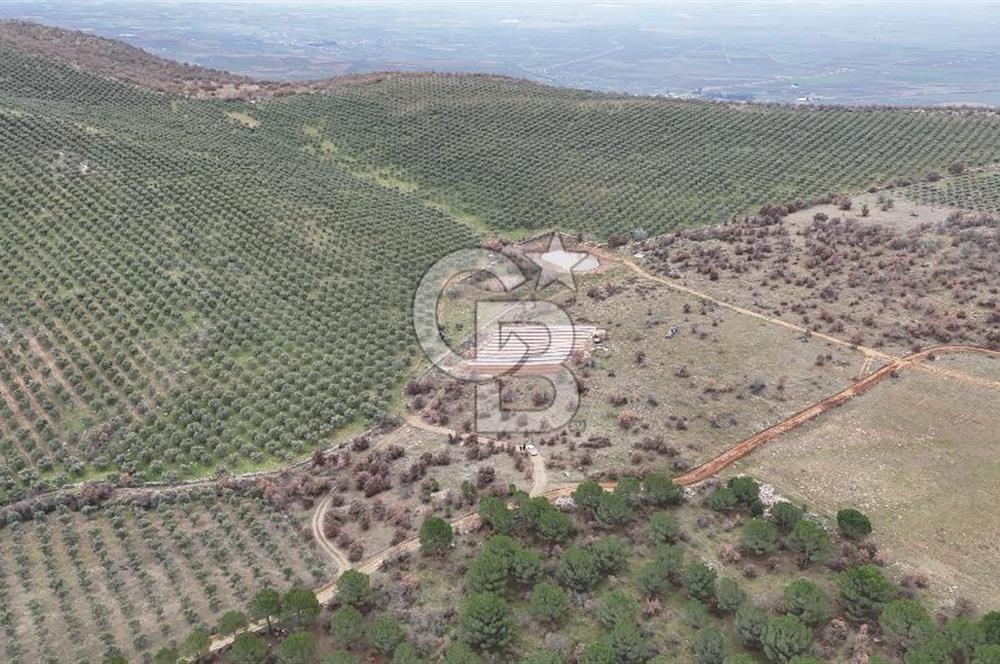 Salihli Kurttutan da Satılık 216  Dönüm Zeytinlik ve Tarım Arazisi