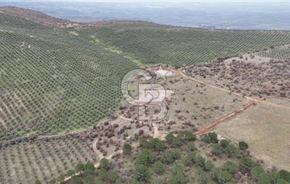 Salihli Kurttutan da Satılık 216  Dönüm Zeytinlik ve Tarım Arazisi