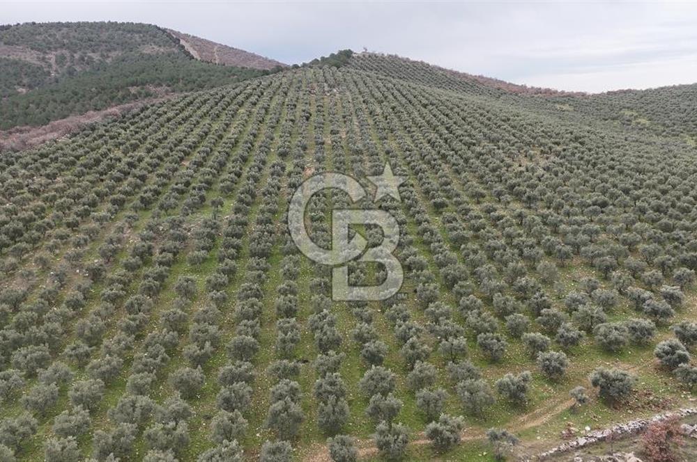 Salihli Kurttutan da Satılık 216  Dönüm Zeytinlik ve Tarım Arazisi