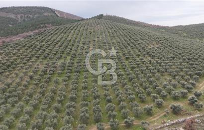 Salihli Kurttutan da Satılık 216  Dönüm Zeytinlik ve Tarım Arazisi