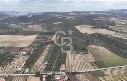 Salihli Yol Üzerinde Köyün İçinde Satılık 165 Dönüm İmarlı Zeytinlik