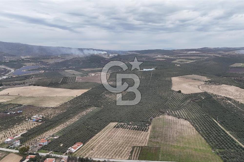 Salihli Yol Üzerinde Köyün İçinde Satılık 165 Dönüm İmarlı Zeytinlik