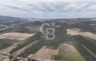 Salihli Yol Üzerinde Köyün İçinde Satılık 165 Dönüm İmarlı Zeytinlik