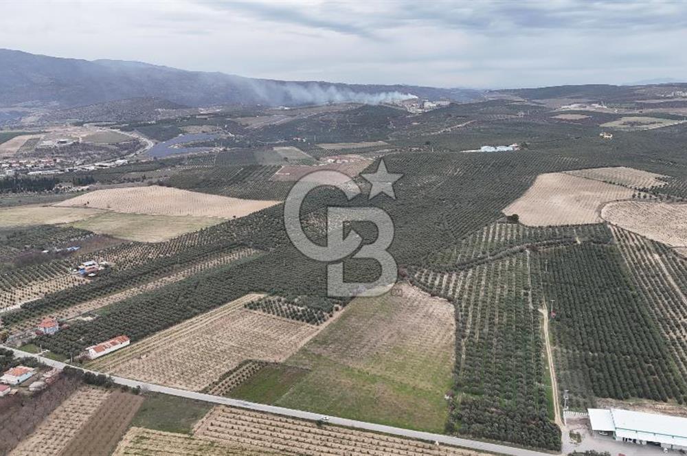 Salihli Yol Üzerinde Köyün İçinde Satılık 165 Dönüm İmarlı Zeytinlik