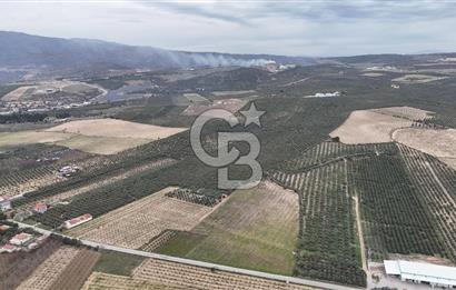 Salihli Yol Üzerinde Köyün İçinde Satılık 165 Dönüm İmarlı Zeytinlik