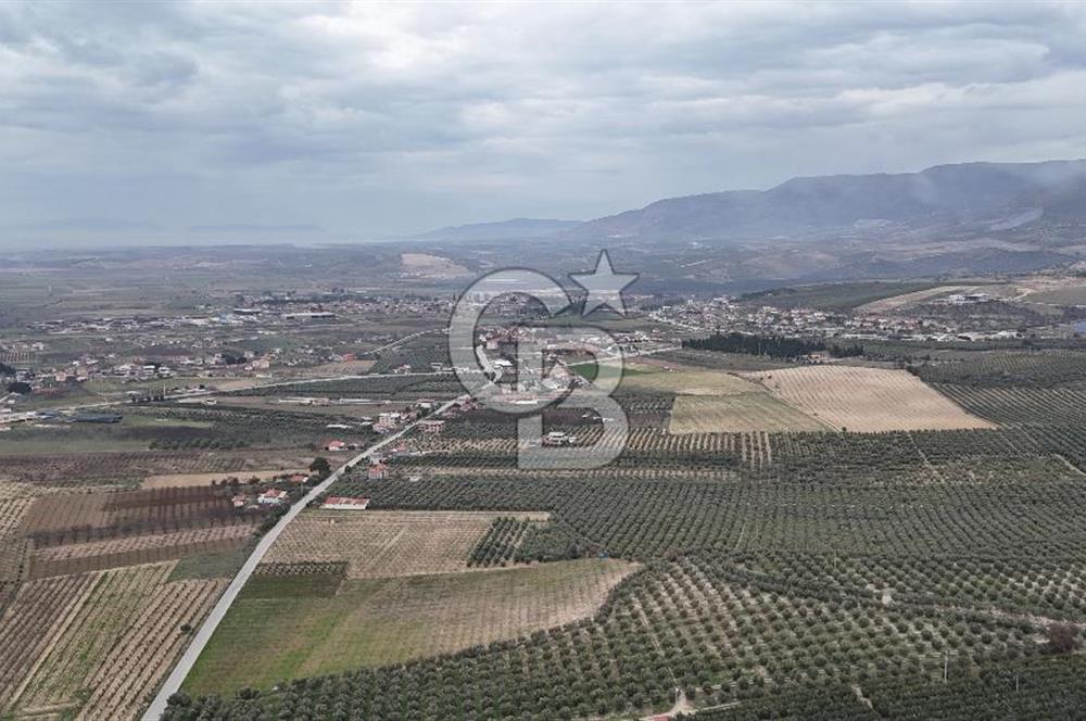 Salihli Yol Üzerinde Köyün İçinde Satılık 165 Dönüm İmarlı Zeytinlik