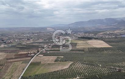 Salihli Yol Üzerinde Köyün İçinde Satılık 165 Dönüm İmarlı Zeytinlik