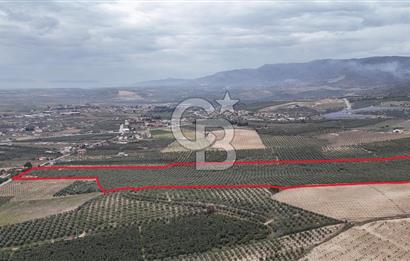 Salihli Yol Üzerinde Köyün İçinde Satılık 165 Dönüm İmarlı Zeytinlik