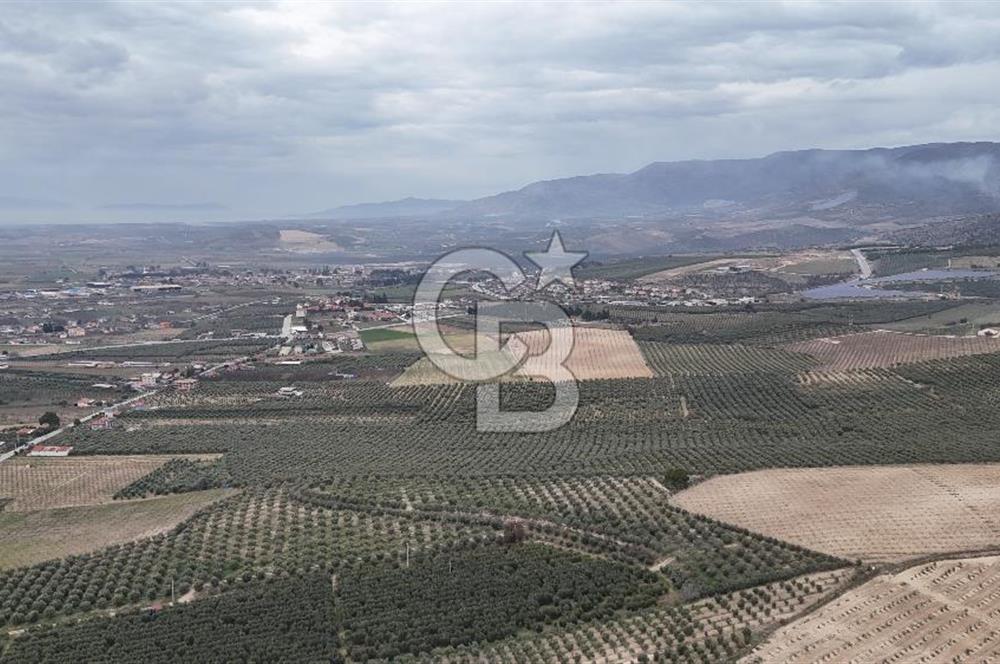 Salihli Yol Üzerinde Köyün İçinde Satılık 165 Dönüm İmarlı Zeytinlik