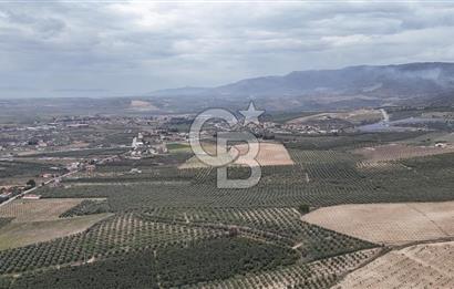 Salihli Yol Üzerinde Köyün İçinde Satılık 165 Dönüm İmarlı Zeytinlik