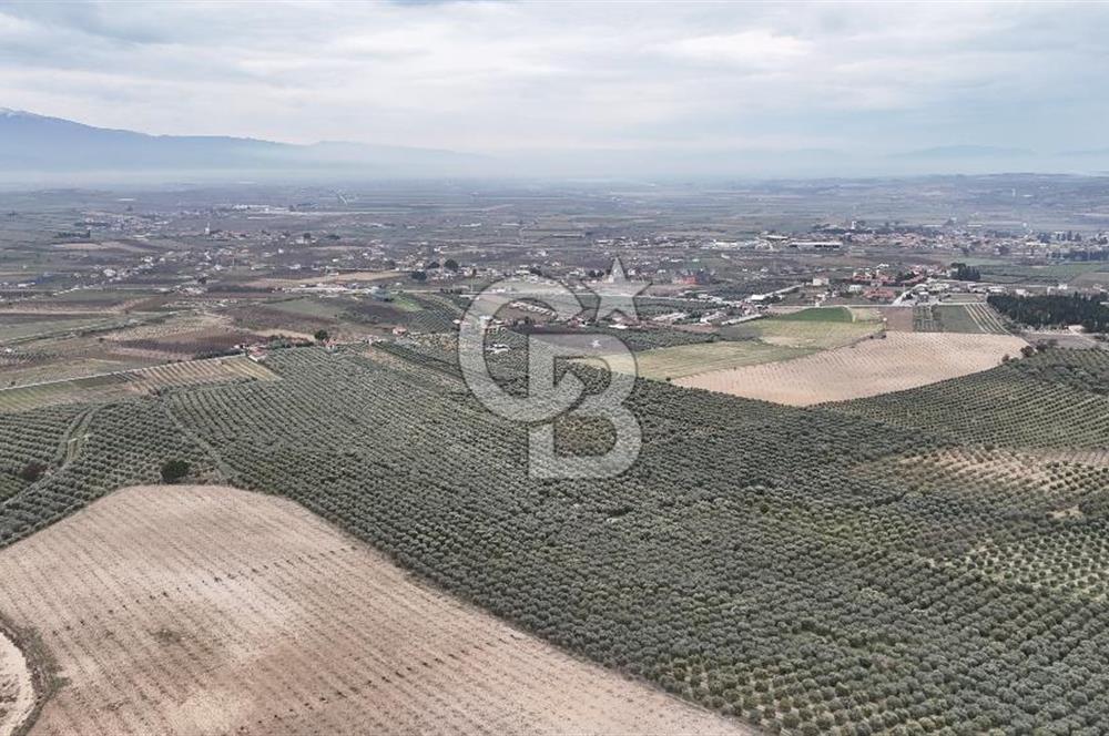 Salihli Yol Üzerinde Köyün İçinde Satılık 165 Dönüm İmarlı Zeytinlik