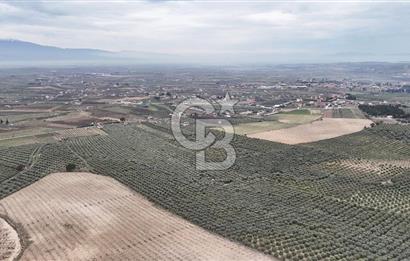 Salihli Yol Üzerinde Köyün İçinde Satılık 165 Dönüm İmarlı Zeytinlik