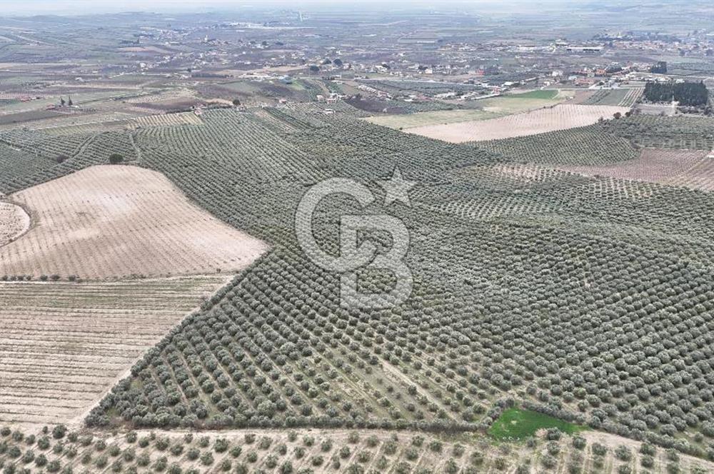 Salihli Yol Üzerinde Köyün İçinde Satılık 165 Dönüm İmarlı Zeytinlik