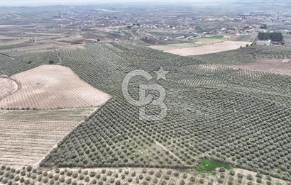 Salihli Yol Üzerinde Köyün İçinde Satılık 165 Dönüm İmarlı Zeytinlik