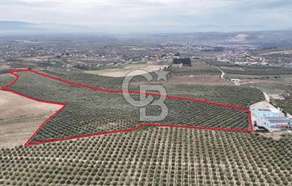 Salihli Yol Üzerinde Köyün İçinde Satılık 165 Dönüm İmarlı Zeytinlik