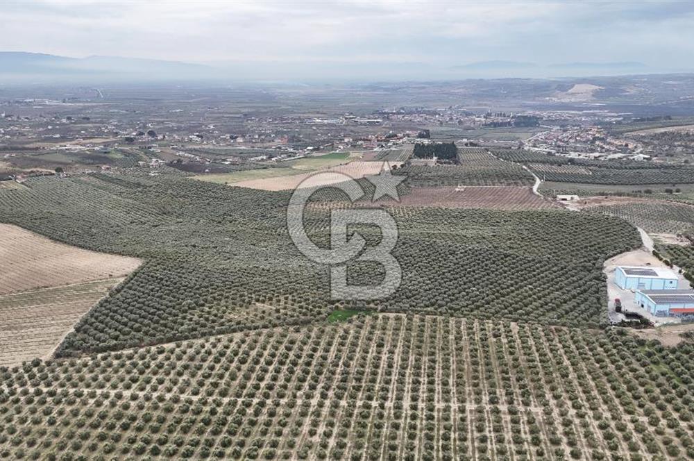 Salihli Yol Üzerinde Köyün İçinde Satılık 165 Dönüm İmarlı Zeytinlik