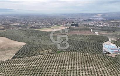 Salihli Yol Üzerinde Köyün İçinde Satılık 165 Dönüm İmarlı Zeytinlik