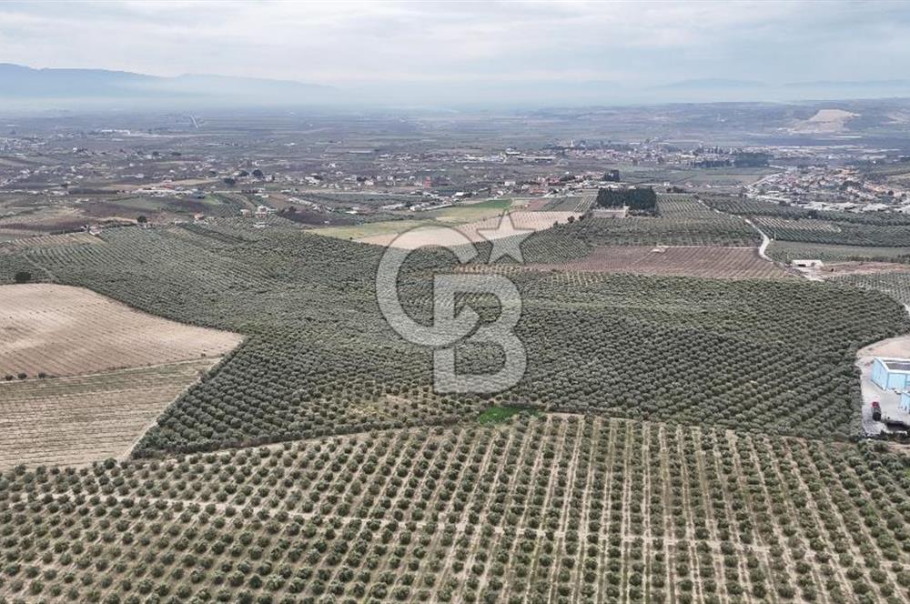 Salihli Yol Üzerinde Köyün İçinde Satılık 165 Dönüm İmarlı Zeytinlik