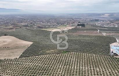 Salihli Yol Üzerinde Köyün İçinde Satılık 165 Dönüm İmarlı Zeytinlik